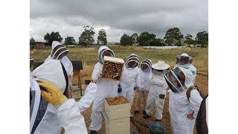 Beekeeping Experience Days: What to Expect