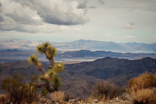 a view of a mountain range with a cactus in the foreground